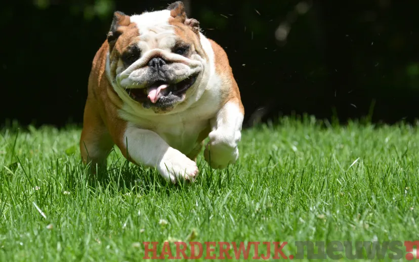 ontwerp zonder titel 13