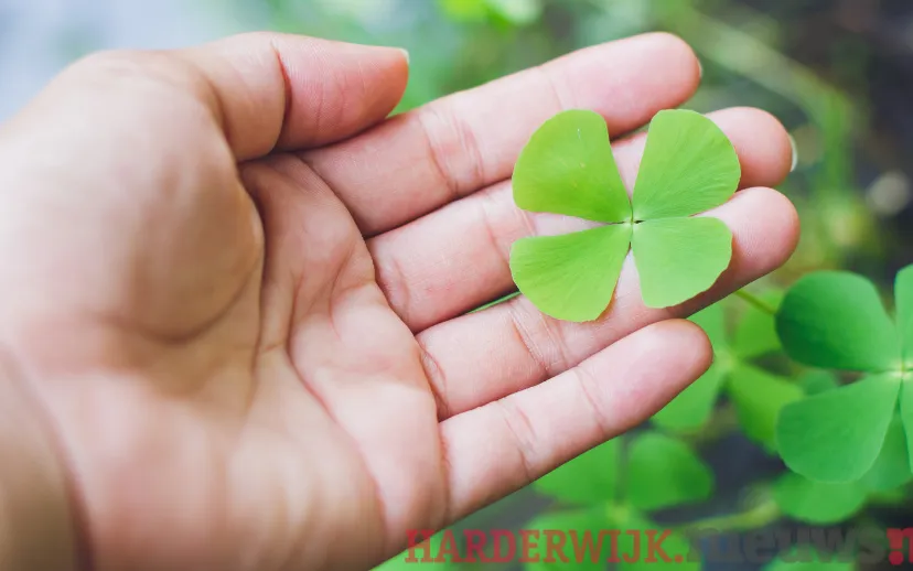 ontwerp zonder titel 2021 05 17t130820788