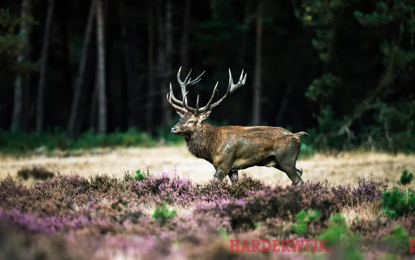 ontwerp zonder titel 2021 05 19t054544888