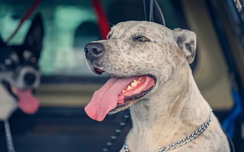 ontwerp zonder titel 2024 07 30t160156927