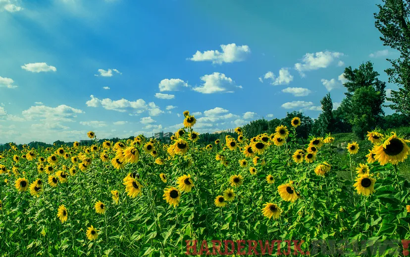 ontwerp zonder titel 22