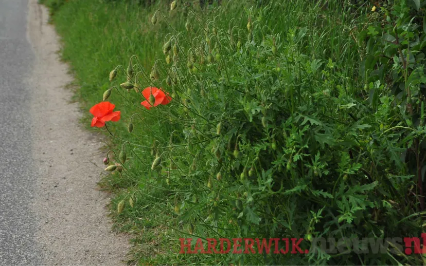 ontwerp zonder titel 29