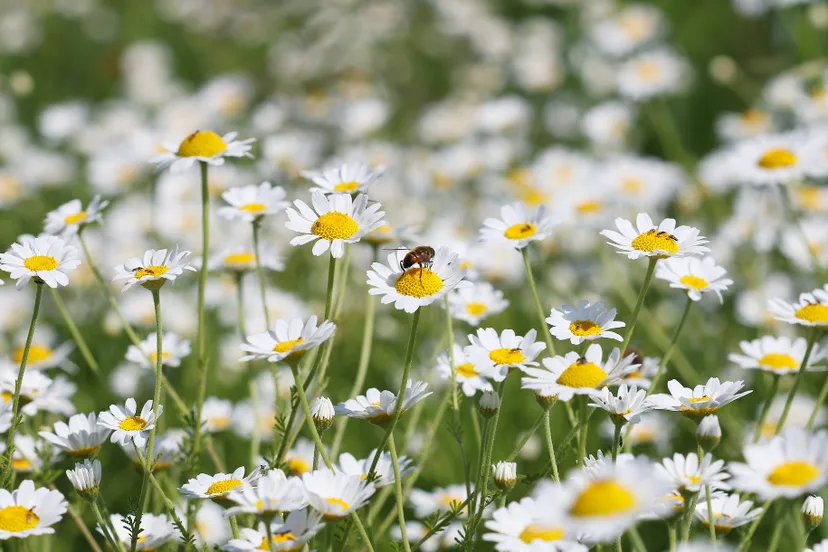 ontwerp zonder titel 30