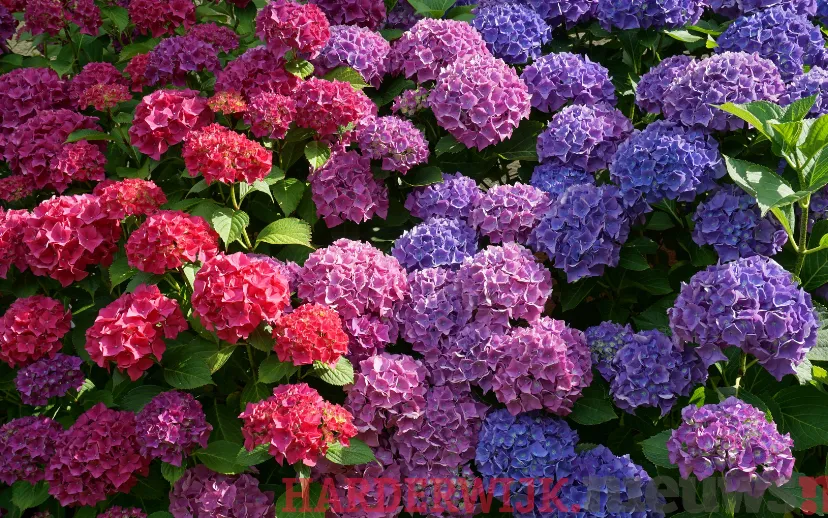 ontwerp zonder titel 45