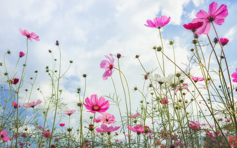 ontwerp zonder titel 5