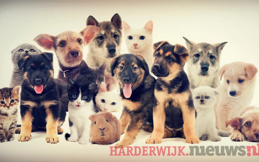 ontwerp zonder titel 51