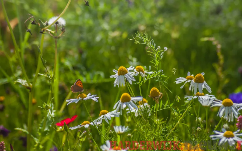 ontwerp zonder titel 52