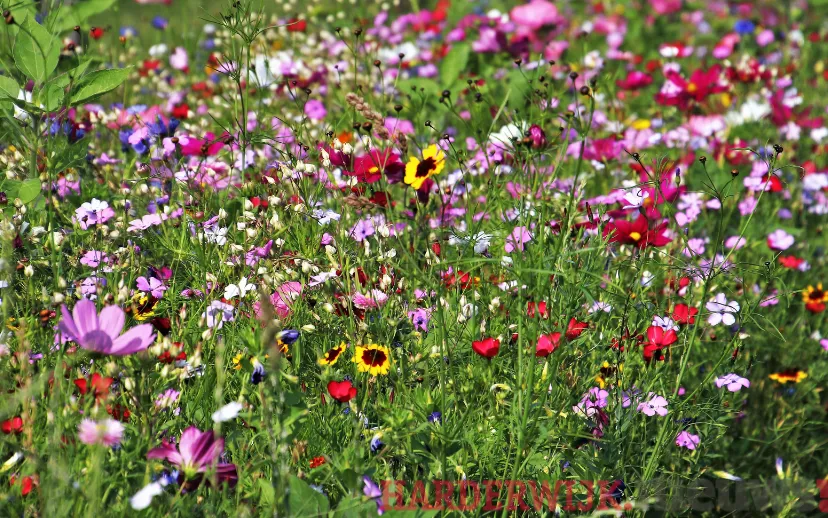 ontwerp zonder titel 62