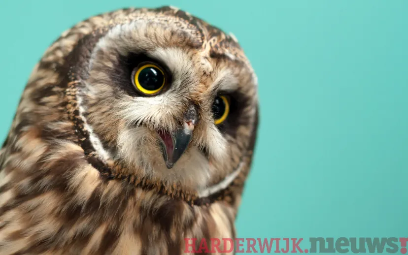 ontwerp zonder titel 8