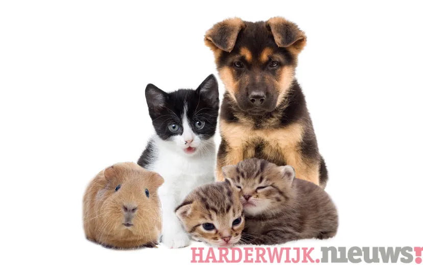 ontwerp zonder titel 99