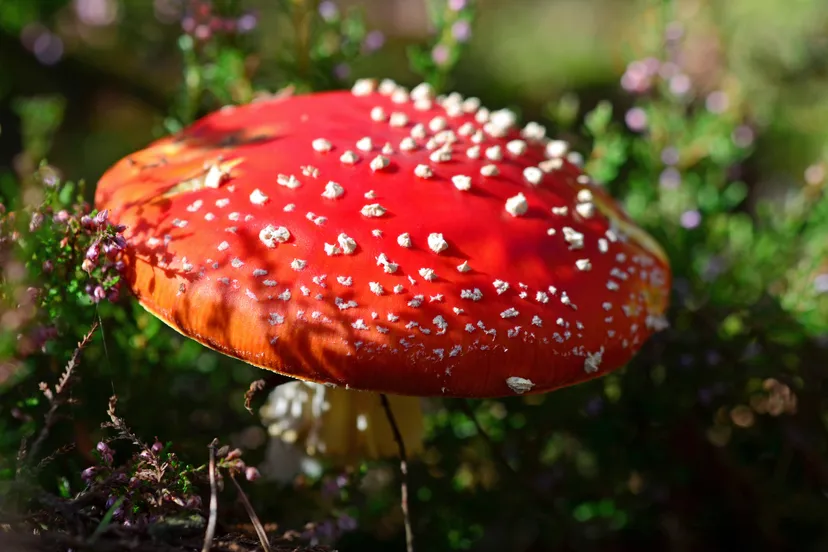 paddenstoel herfst vliegenzwam rood wit stippen pixabay