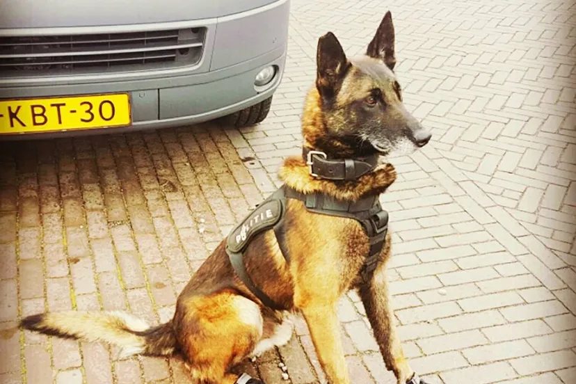 politiehond spike schoenen facebook politie zutphen