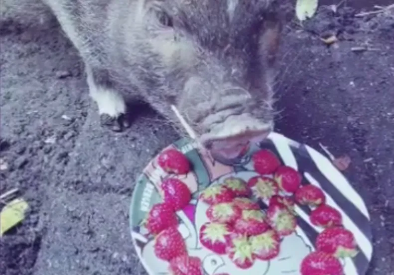 popcorn aardbei fb popcorn time