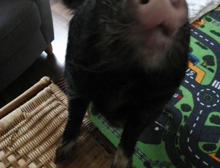 popcorn huisvarken alice zetten grift fb 11