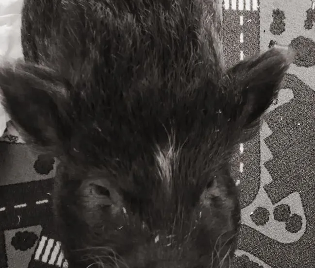 popcorn huisvarken alice zetten grift fb 12