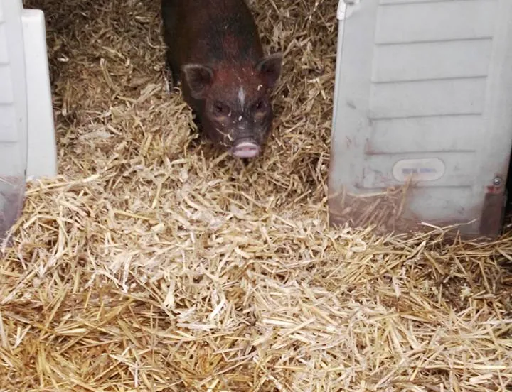 popcorn huisvarken alice zetten grift fb 3