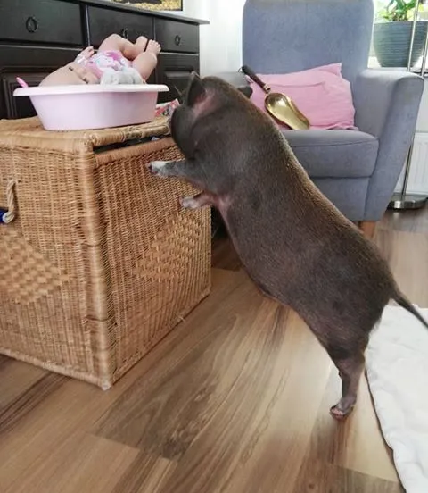 popcorn huisvarken alice zetten grift fb 4