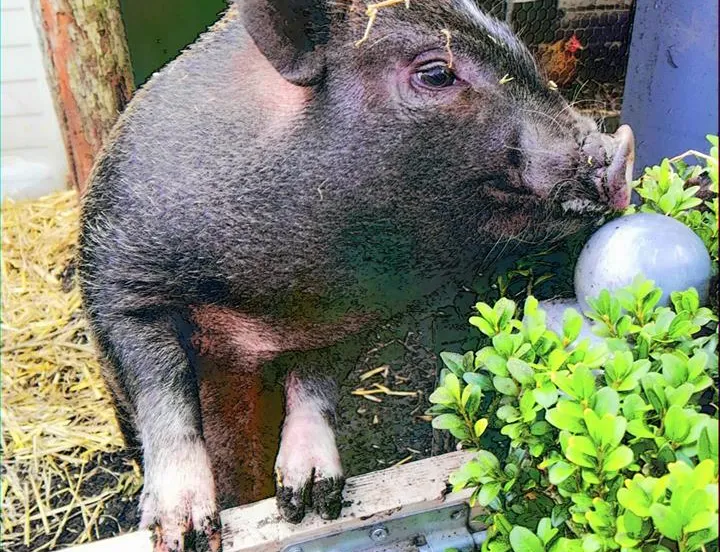 popcorn huisvarken alice zetten grift fb 7