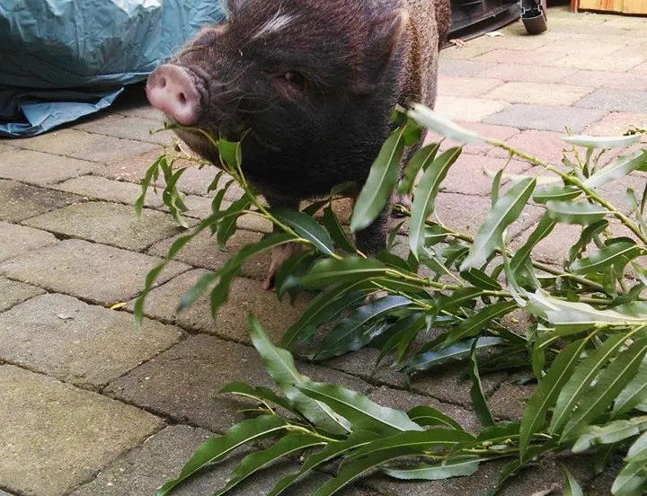 popcorn huisvarken alice zetten grift fb 9