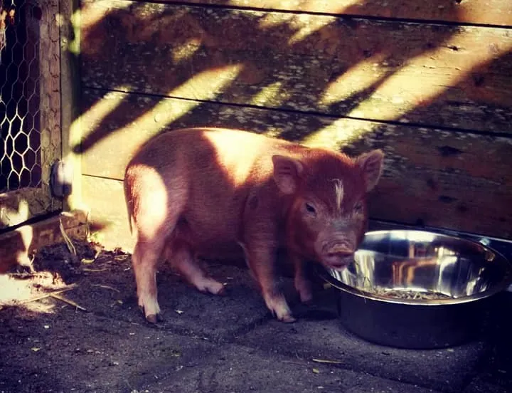 popcorn huisvarken alice zetten grift fb