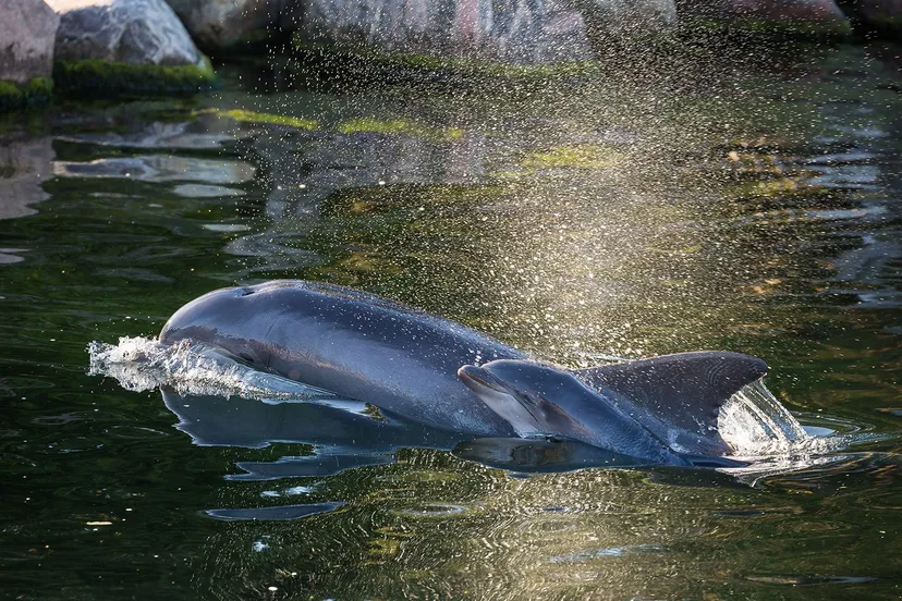 roxy kalf dolfinarium