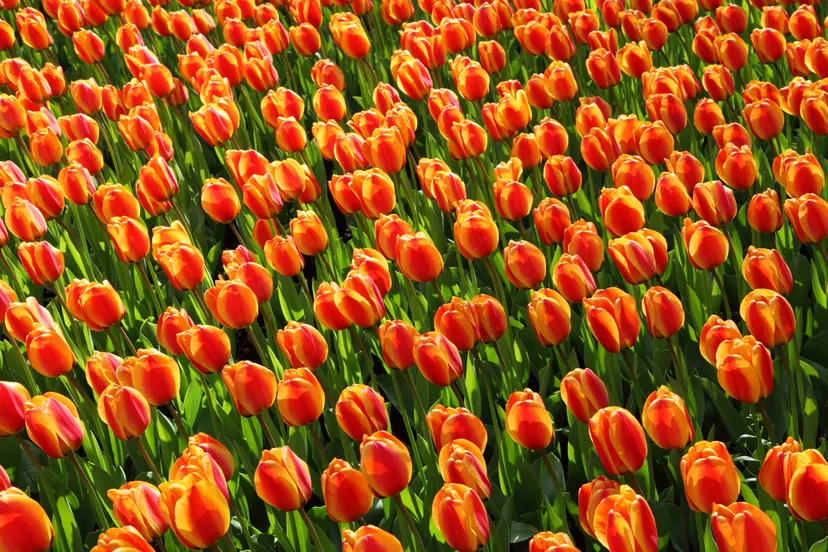 tulips 2544