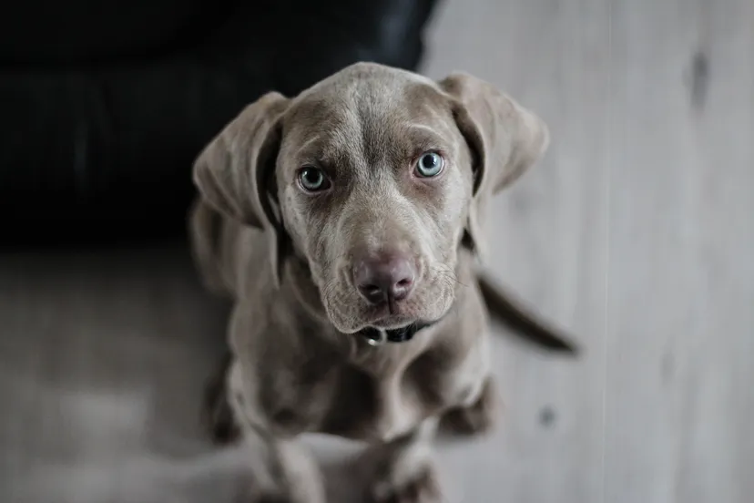 weimaraner 1381186