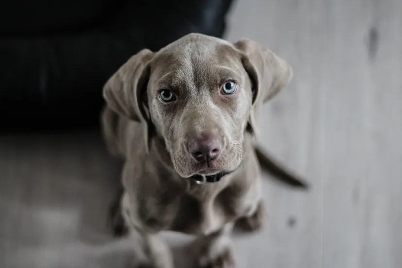 weimaraner 1381186