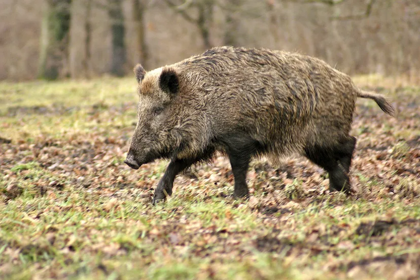 wild boar 70420
