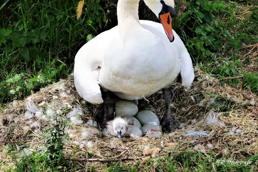 zwanen eieren kuiken friese gracht agnes bergevoet