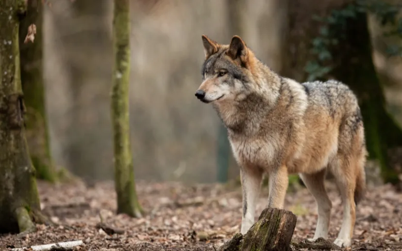 ontwerp zonder titel 2024 09 04t065338151