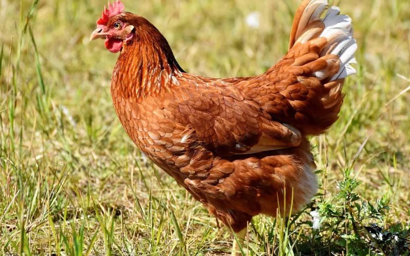 ontwerp zonder titel 44