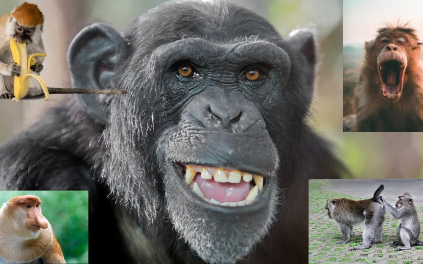 ontwerp zonder titel 60