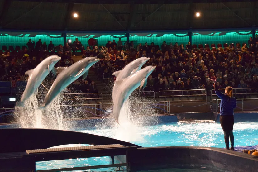 Dolfinarium DolfijndoMijn2