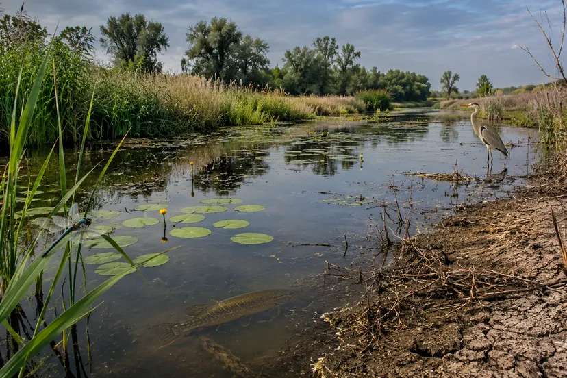 zoetwaternatuur