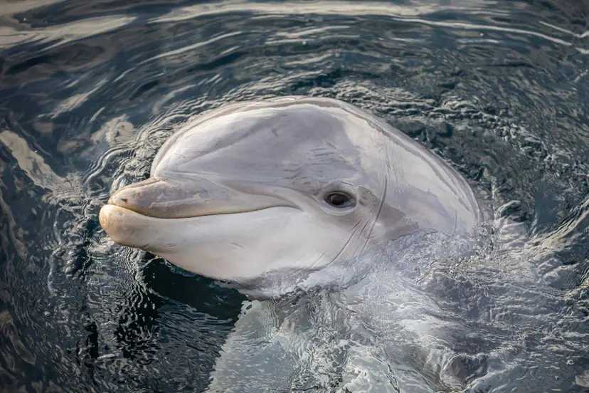 Een dolfijn in het Dolfinarium in Harderwijk. Foto: Dolfinarium.