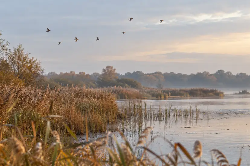 Vogels boven water en een rietkraag in een herfstlandschap.