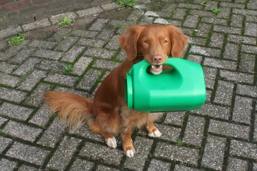 10171797 780360072042437 13036207256945140 n