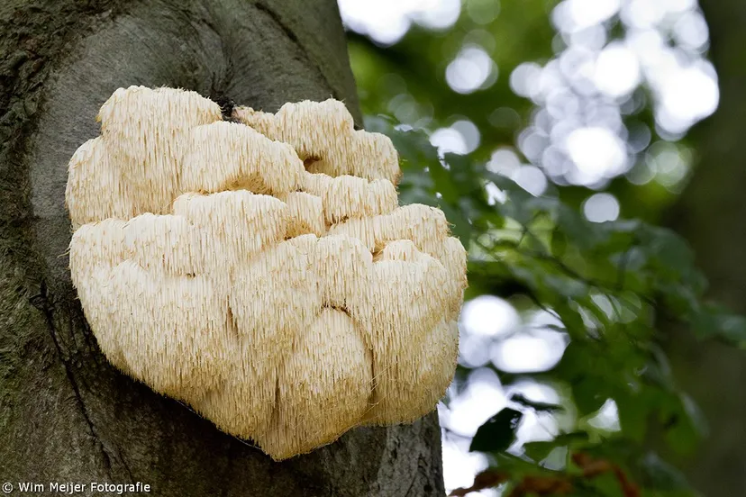 10467028 903885439623409 3485286824319764581 o