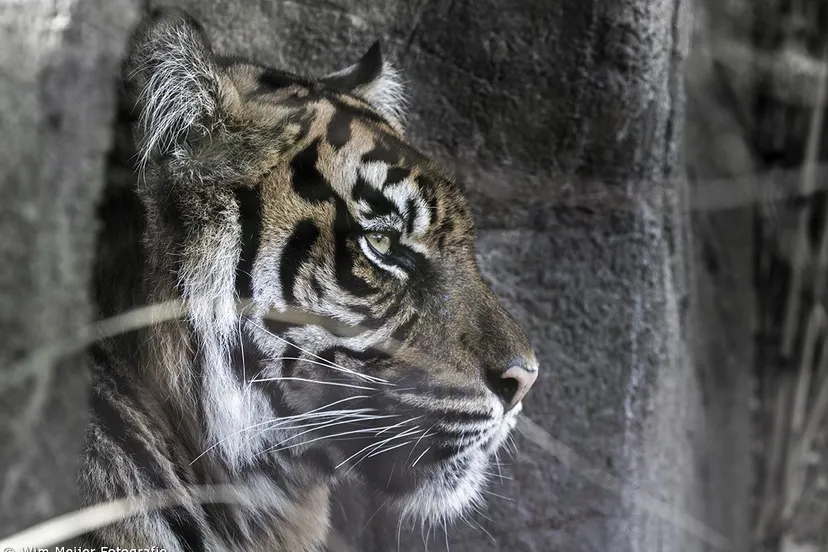 106786658 4612524468759469 4507469960414986349 o1