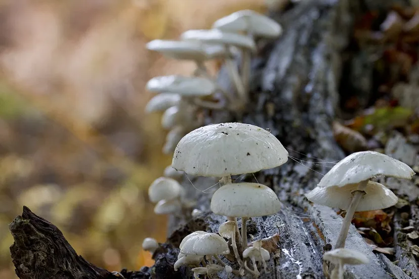 10704325 907383169273636 2711053769269454597 o