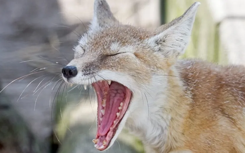 11168859 1083308861681065 4704511031835939593 o 915x518