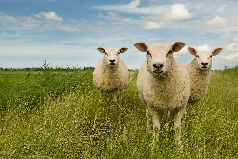 2016 07 30 uitgeestermeer 0075b