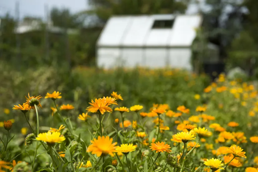 2017 07 15 volkstuin 8v