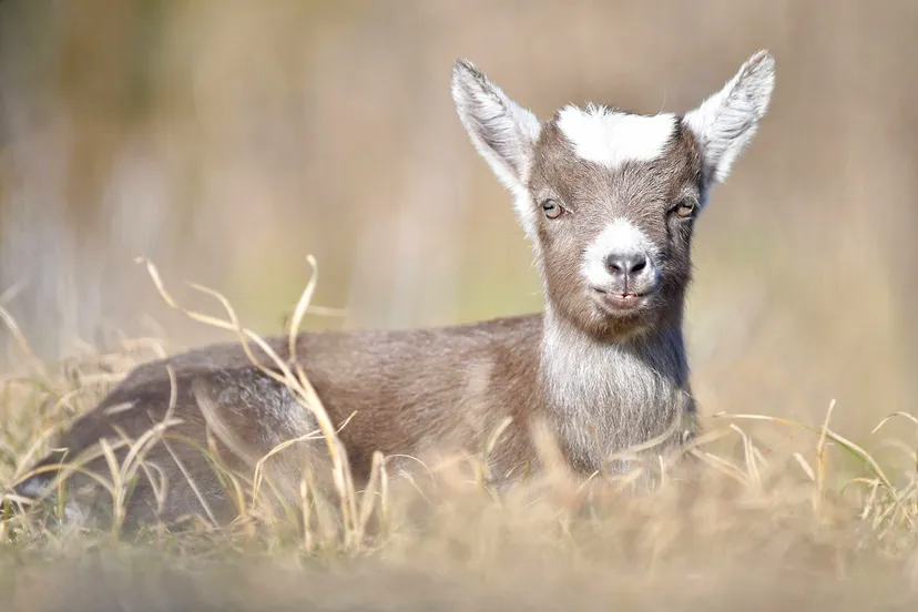 57072634 876901219325565 4081260860201238528 n