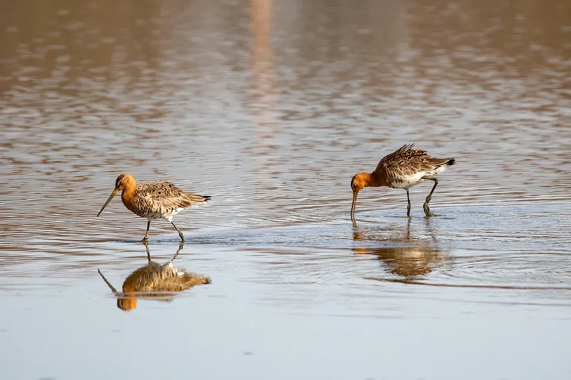 5i5a7706 gruttos wim meijer fotografie