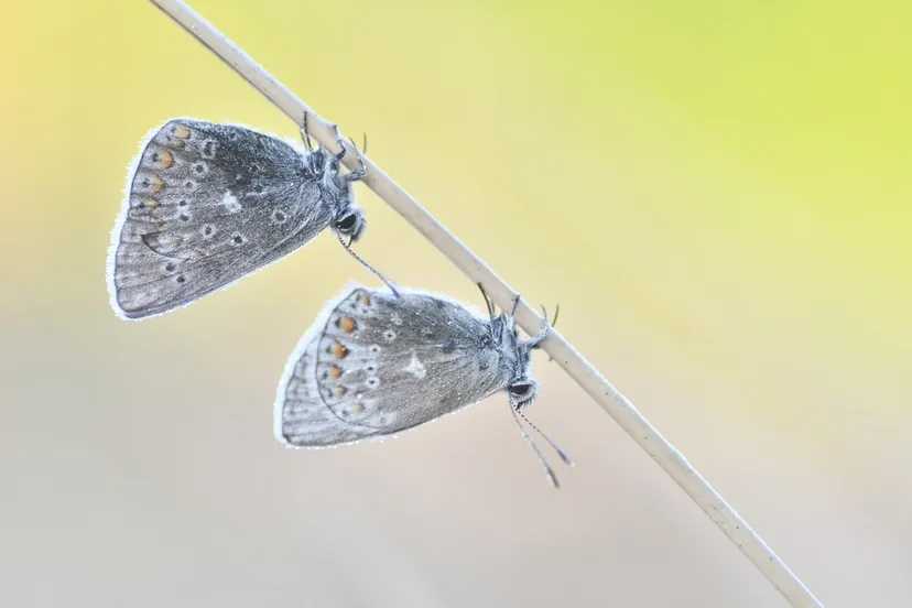 61424278 2114005585364131 4592301950552244224 n