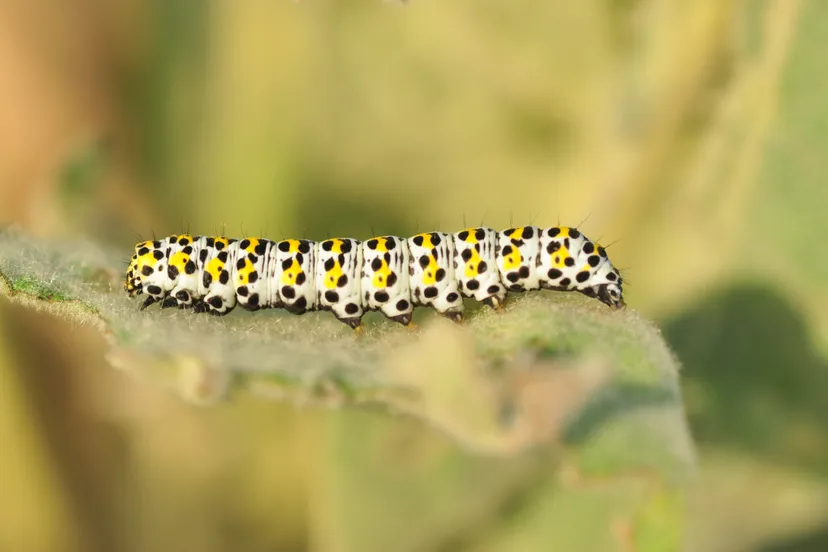 65774392 2420689867954475 1854511323010826240 n