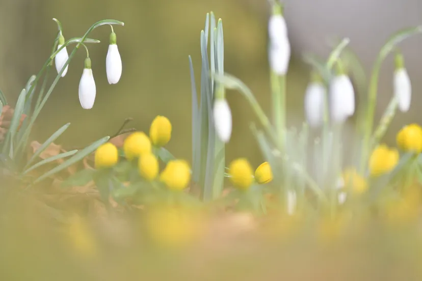 82428792 681496499054730 1528260526260355072 n