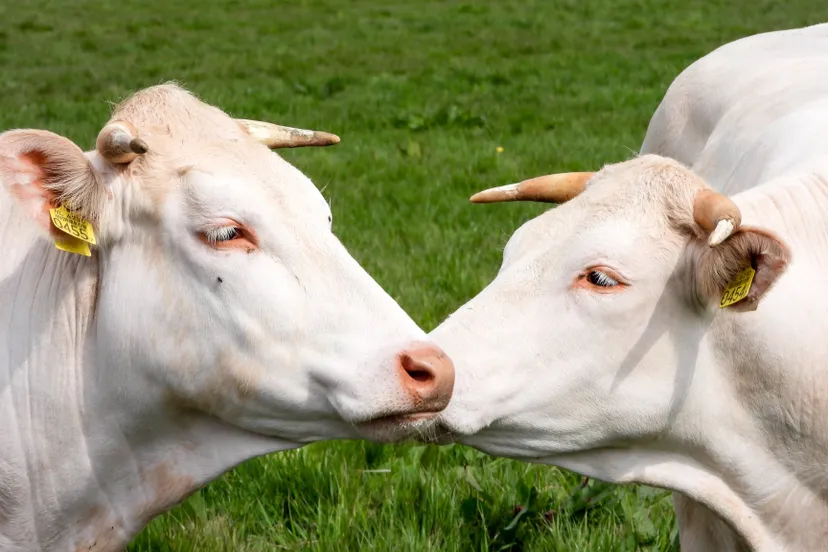 93575502 2794823923950189 1768869022293557248 o